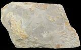 Cruziana (Fossil Trilobite Trackway) - Morocco #49205-1